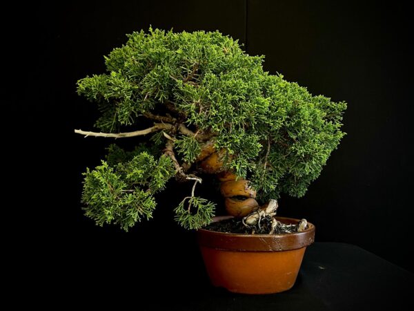 24N-9065 JUNIPERUS CHINENSIS
