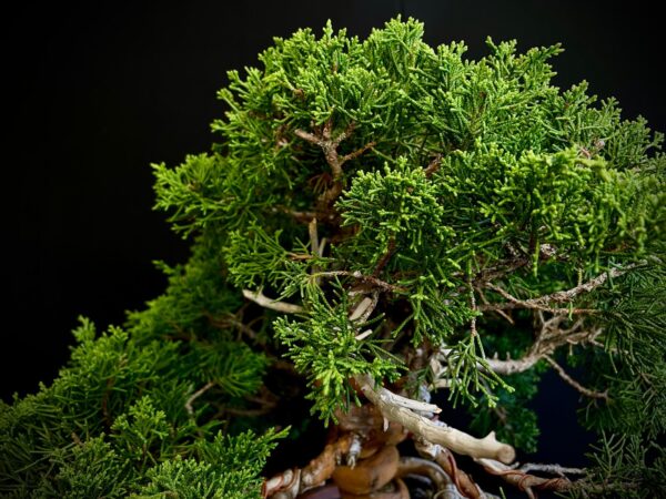 24N-9065 JUNIPERUS CHINENSIS