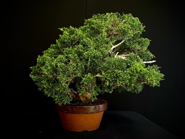 24N-9065 JUNIPERUS CHINENSIS