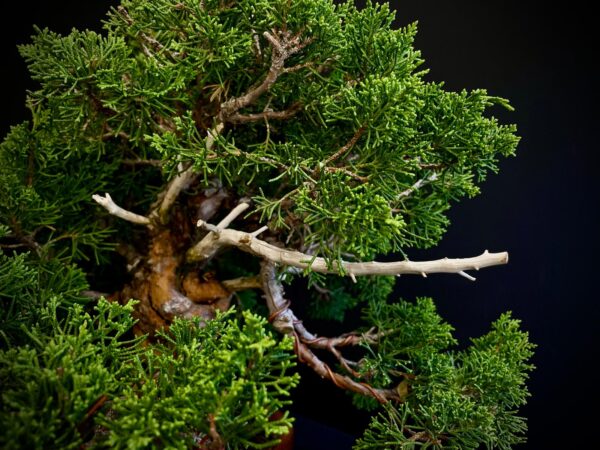 24N-9065 JUNIPERUS CHINENSIS
