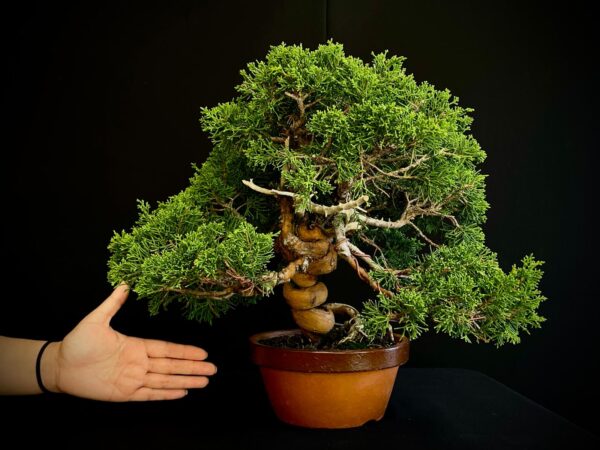 24N-9065 JUNIPERUS CHINENSIS