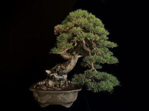 21N-7428 PINUS SYLVESTRIS