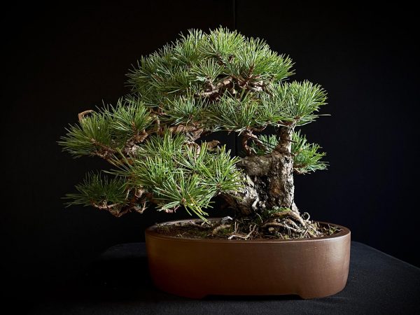61953 Pinus sylvestris