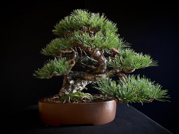 61953 Pinus sylvestris