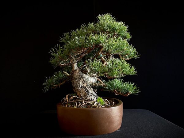 61953 Pinus sylvestris