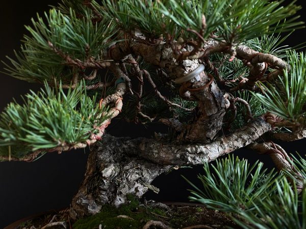 61953 Pinus sylvestris