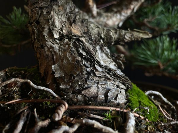 61953 Pinus sylvestris