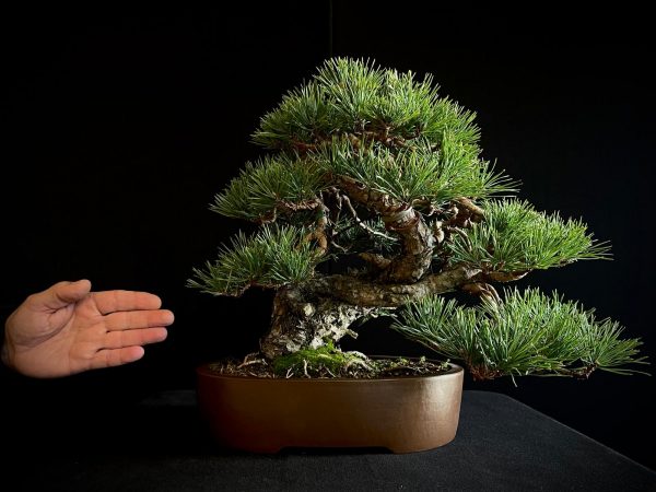 61953 Pinus sylvestris