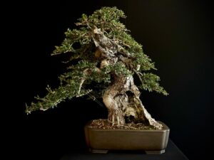 60747 OLEA EUROPEA SYLVESTRIS