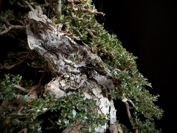 60747 OLEA EUROPEA SYLVESTRIS
