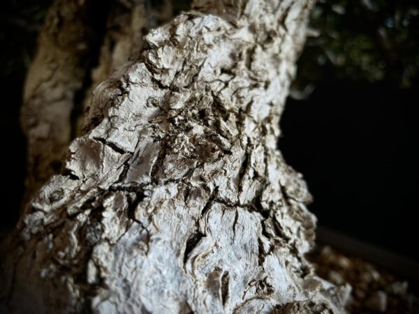 60747 OLEA EUROPEA SYLVESTRIS