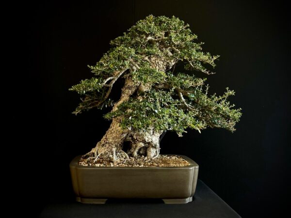 60747 OLEA EUROPEA SYLVESTRIS