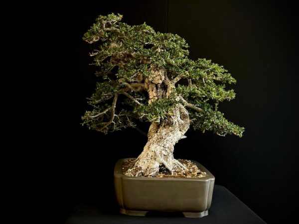 60747 OLEA EUROPEA SYLVESTRIS