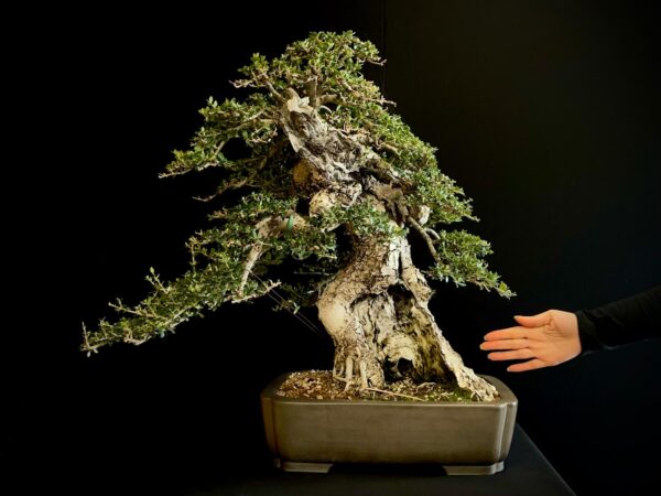 60747 OLEA EUROPEA SYLVESTRIS