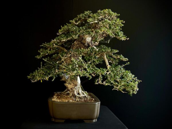 60747 OLEA EUROPEA SYLVESTRIS