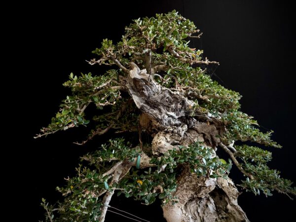 60747 OLEA EUROPEA SYLVESTRIS