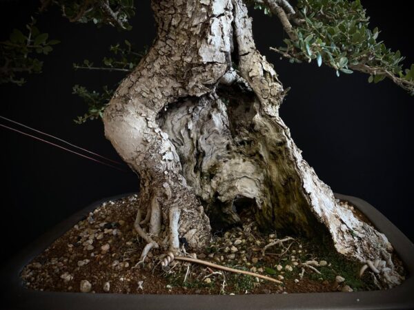 60747 OLEA EUROPEA SYLVESTRIS