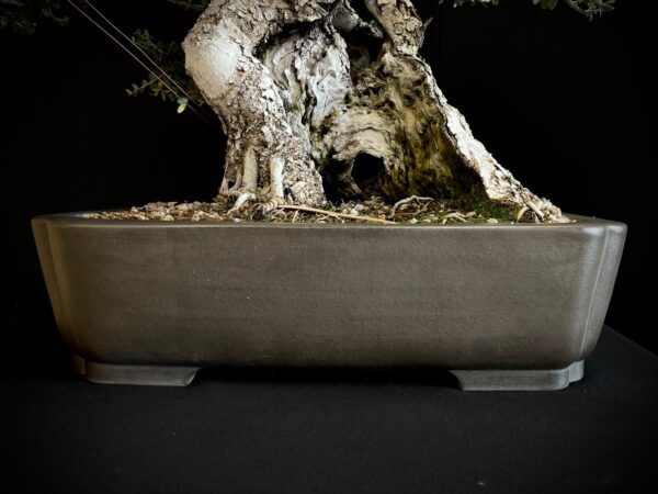 60747 OLEA EUROPEA SYLVESTRIS