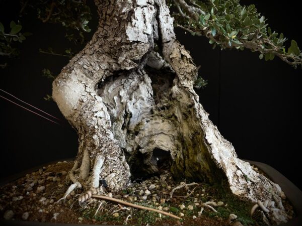 60747 OLEA EUROPEA SYLVESTRIS