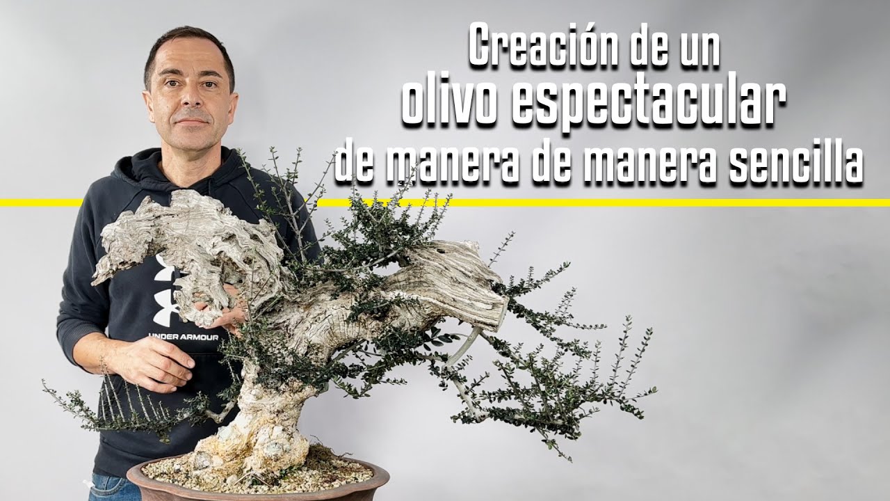 Creación de un olivo espectacular de manera sencilla