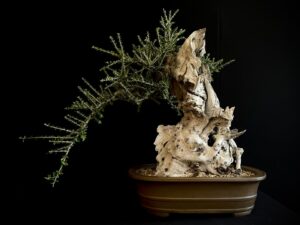 OLEA EUROPEA SYLVESTRIS