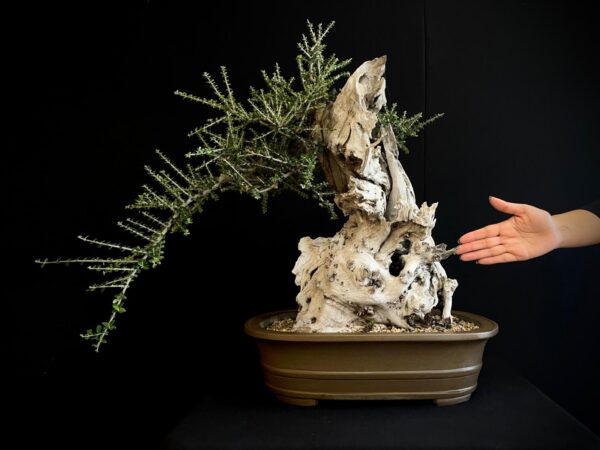 61981 OLEA EUROPEA SYLVESTRIS ullastre