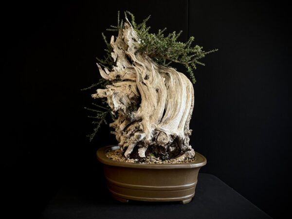61981 OLEA EUROPEA SYLVESTRIS ullastre