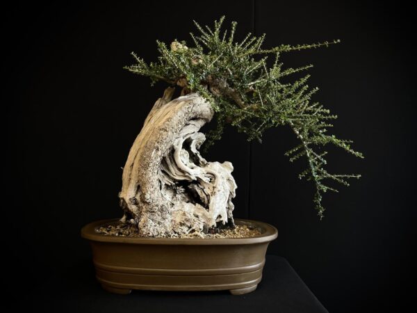 61981 OLEA EUROPEA SYLVESTRIS ullastre