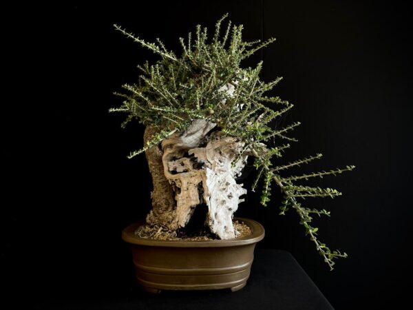 61981 OLEA EUROPEA SYLVESTRIS ullastre