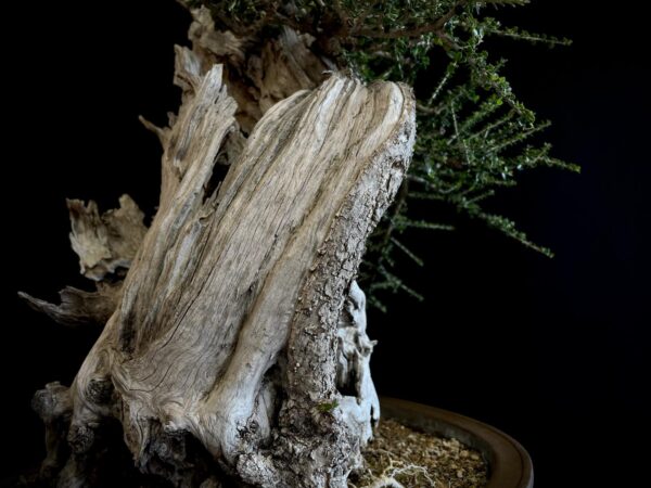 61981 OLEA EUROPEA SYLVESTRIS ullastre