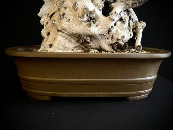61981 OLEA EUROPEA SYLVESTRIS ullastre