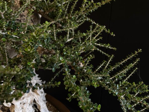 61981 OLEA EUROPEA SYLVESTRIS ullastre