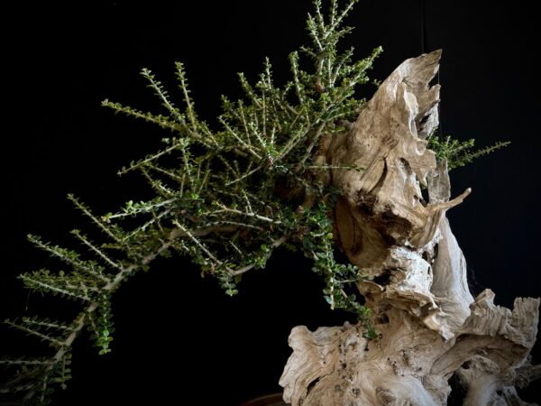 61981 OLEA EUROPEA SYLVESTRIS ullastre