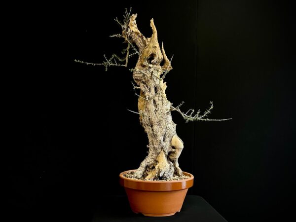61982 OLEA EUROPEA SYLVESTRIS ullastre