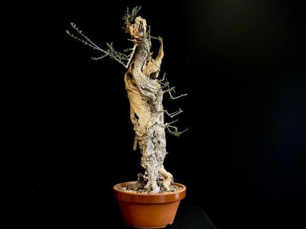 61982 OLEA EUROPEA SYLVESTRIS ullastre