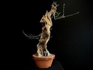61982 OLEA EUROPEA SYLVESTRIS ullastre