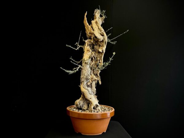 61982 OLEA EUROPEA SYLVESTRIS ullastre
