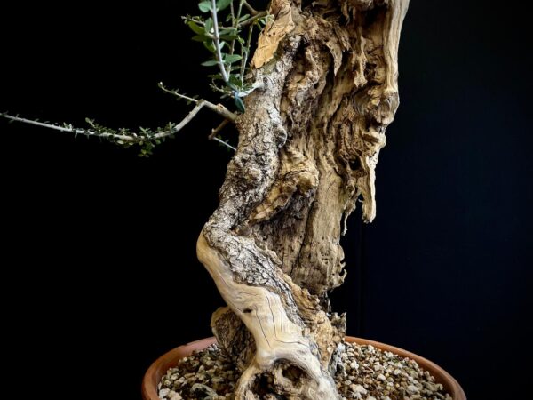 61982 OLEA EUROPEA SYLVESTRIS ullastre