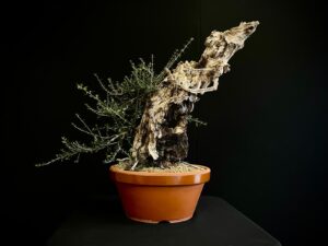 61983 OLEA EUROPEA SYLVESTRIS ullastre