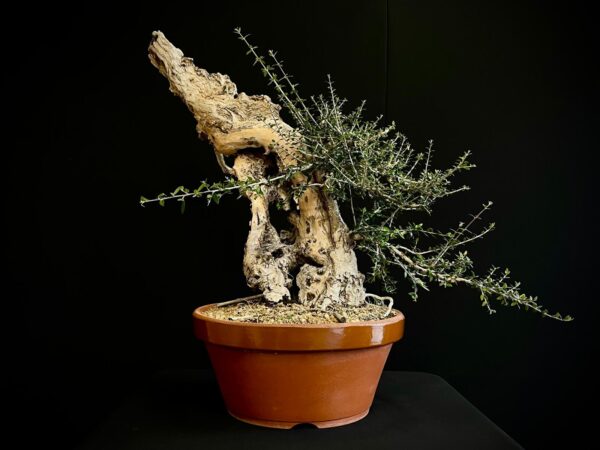 61983 OLEA EUROPEA SYLVESTRIS ullastre