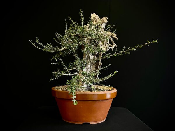61983 OLEA EUROPEA SYLVESTRIS ullastre