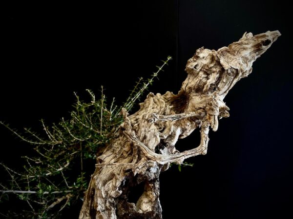 61983 OLEA EUROPEA SYLVESTRIS ullastre