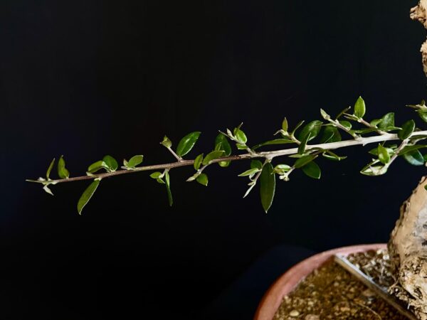 61983 OLEA EUROPEA SYLVESTRIS ullastre