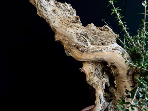 61983 OLEA EUROPEA SYLVESTRIS ullastre