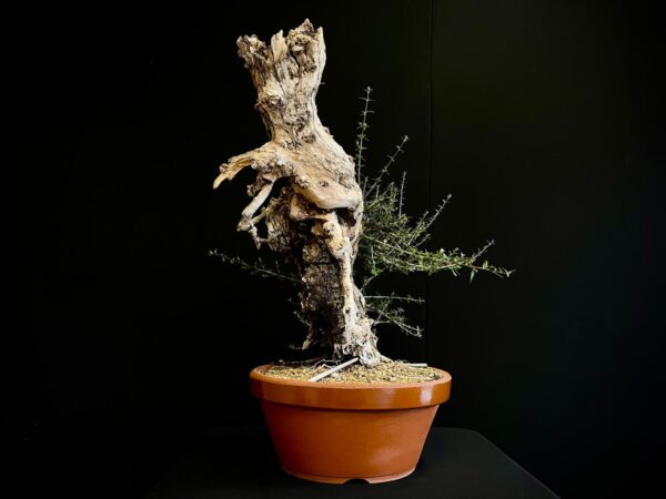 61983 OLEA EUROPEA SYLVESTRIS ullastre