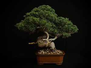 JUNIPERUS CHINENSIS ITOIWAGA