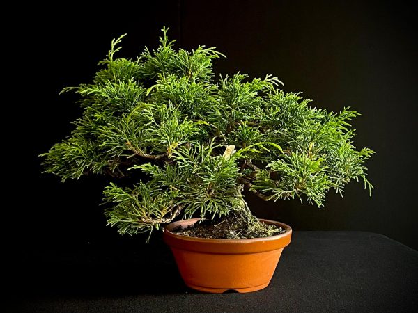 25I-AJ-02 JUNIPERUS CHINENSIS ITOIWAGA