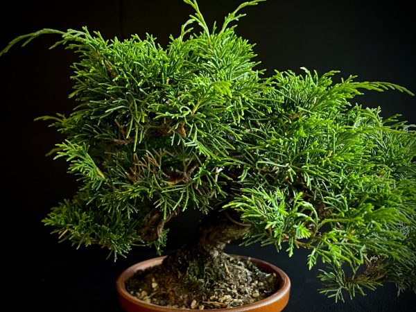 25I-AJ-02 JUNIPERUS CHINENSIS ITOIWAGA