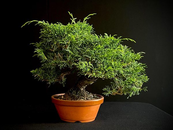 25I-AJ-02 JUNIPERUS CHINENSIS ITOIWAGA