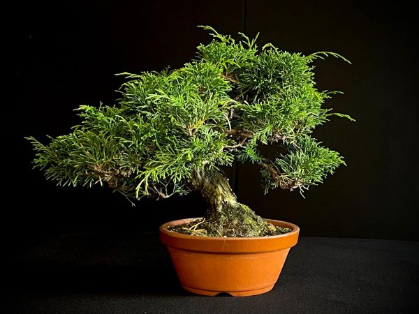 25I-AJ-02 JUNIPERUS CHINENSIS ITOIWAGA